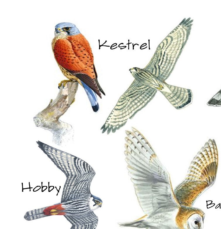 Pin by Anthony & Cheryl on bird posters  Birds of prey, British birds of  prey, Wild birds