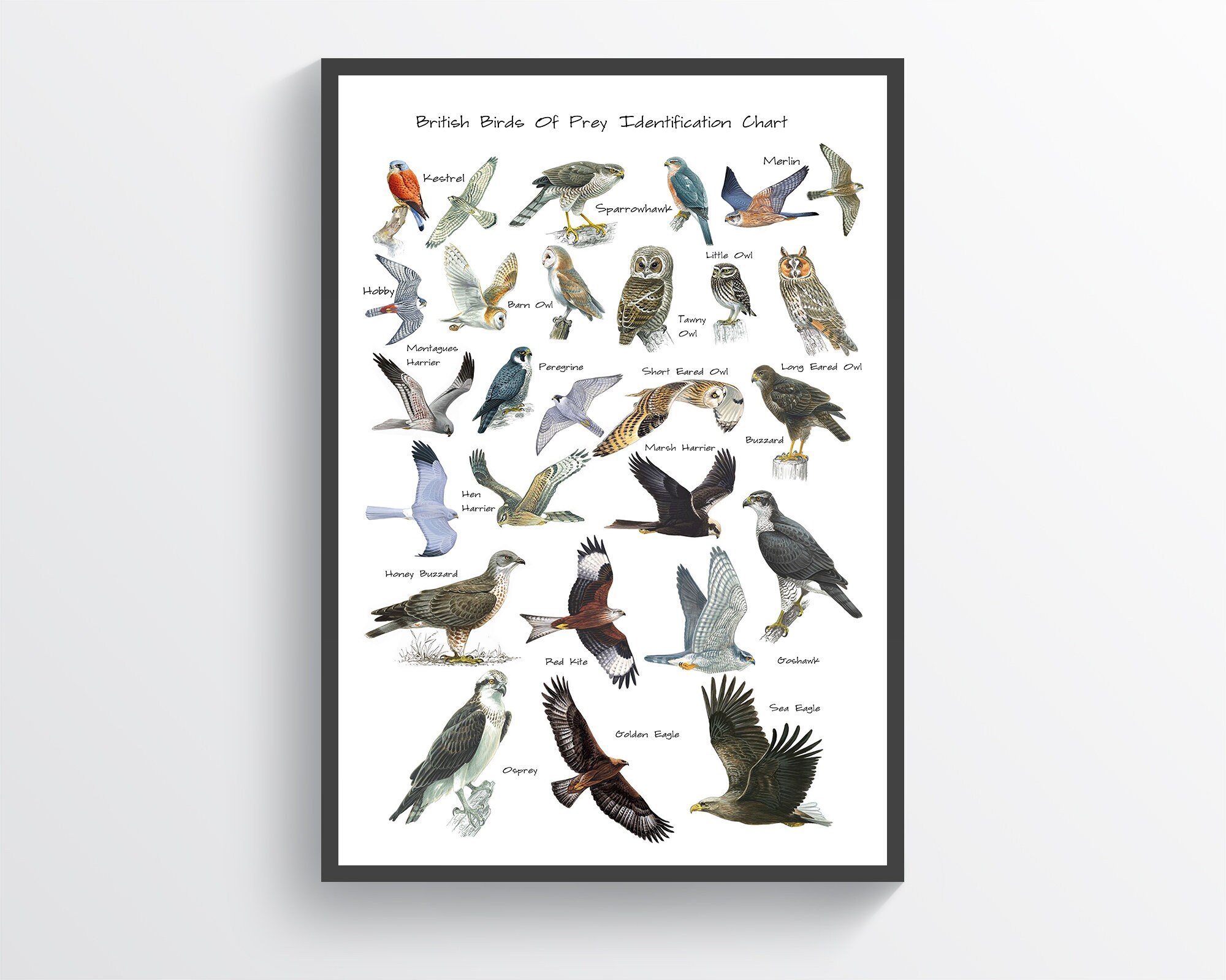 British Birds Of Prey Identification Chart Wildlife Poster A5 Etsy UK British Birds Of Prey Identification Chart Wildlife Poster A5 Etsy UK