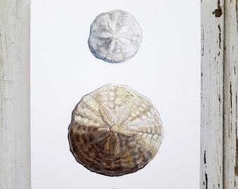 Sand Dollar Print, Sand Dollar Art, Shell Art, Seashell Print, Coastal Style, Bathroom Decor, Maine Art, Sand Dollar Art, Sand Dollar Decor