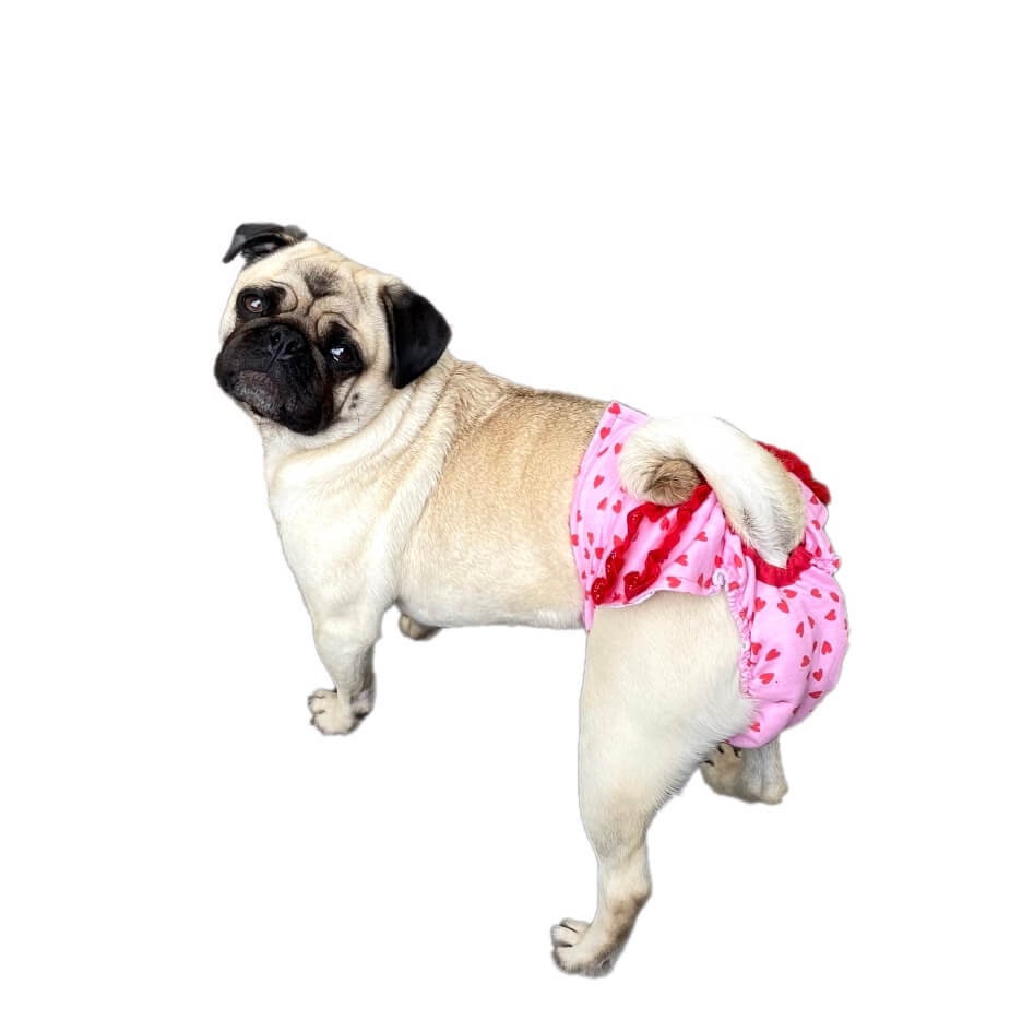 incontinence pants for female dogs