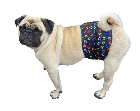 xs male dog wrap