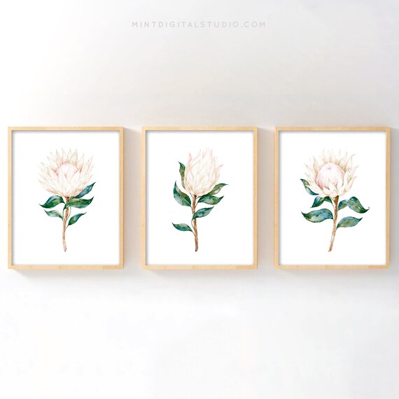 White King Protea Print Botanical Wall Art Set Of 3 Fl Prints Magnolia Watercolor Flower Image 0