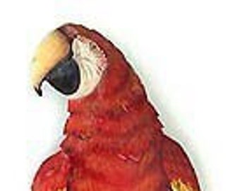 PARROT WALL ART, 10 x 26", Tropical Wall Art, Parrot Art, Outdoor Metal Art, Hand Painted Parrot, Tropical Decor, Bird Metal Art, K7040