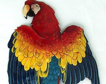 PARROT ART, 10 x 26", Metal Wall Decor, Tropical Art, Painted Metal Scarlet Macaw, Metal Art, Bird Art, Tropical Wall Hanging, K-7030