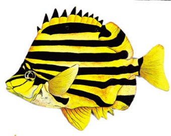 Tropical Bright Yellow Striped Angel Fish Hanger Wall Decor Tropical Bright Yellow Striped Angel Fish Hanger Wall Decor