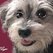 see more listings in the Pet portrait custom section