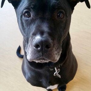 May include: A black dog with a white spot on its chest and a white patch on its nose. The dog is wearing a silver collar and looking up at the camera. The dog is sitting on a light-colored wooden floor.
