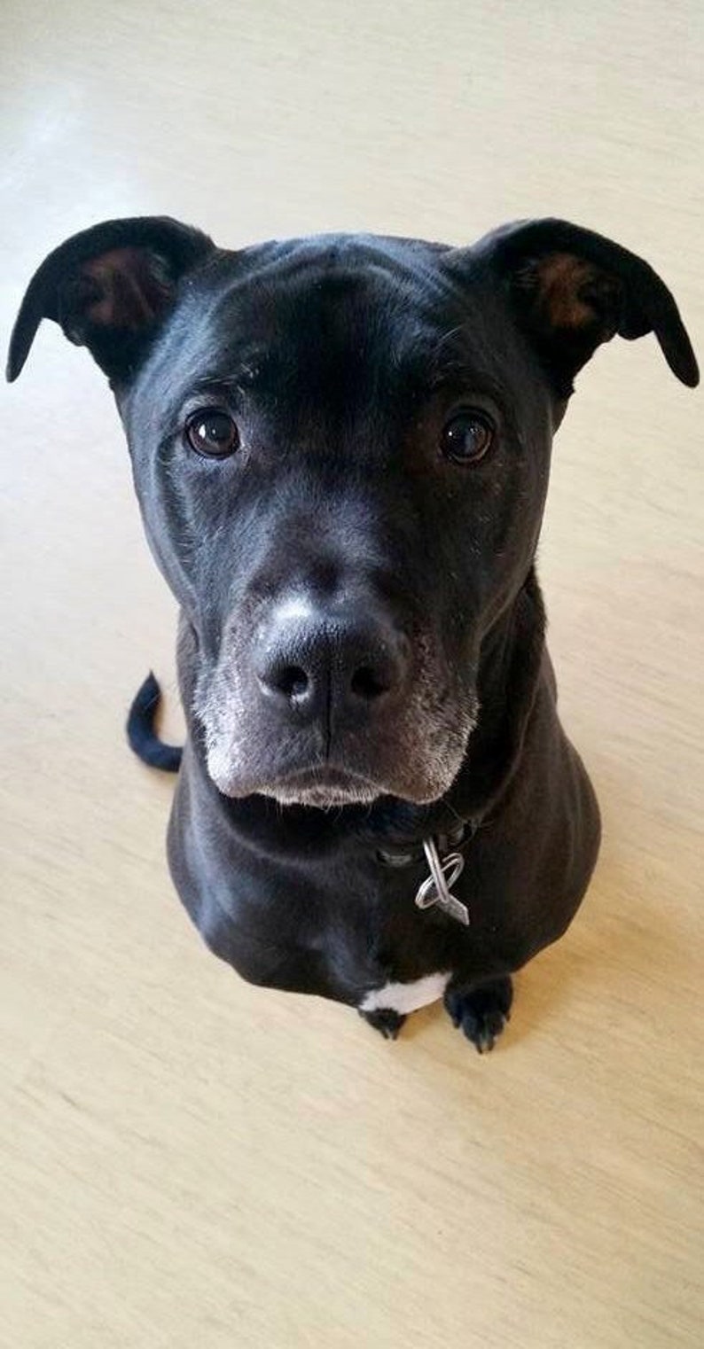 May include: A black dog with a white spot on its chest and a white patch on its nose. The dog is wearing a silver collar and looking up at the camera. The dog is sitting on a light-colored wooden floor.