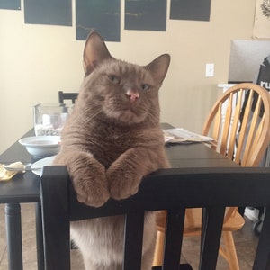 May include: A brown cat with folded paws sits on a black chair, looking directly at the camera. The cat's fur is a solid color, and it has a pink nose. A table with a plate and utensils is in front of the cat.