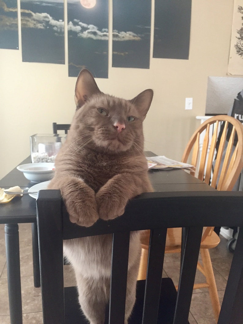 May include: A brown cat with folded paws sits on a black chair, looking directly at the camera. The cat's fur is a solid color, and it has a pink nose. A table with a plate and utensils is in front of the cat.