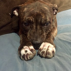 May include: A brown and white brindle puppy with a sweet expression, resting on a blue surface. The puppy's paws are extended towards the viewer, showcasing its white and brown-spotted pads and sharp claws. The dog's fur has a distinctive brindle pattern.