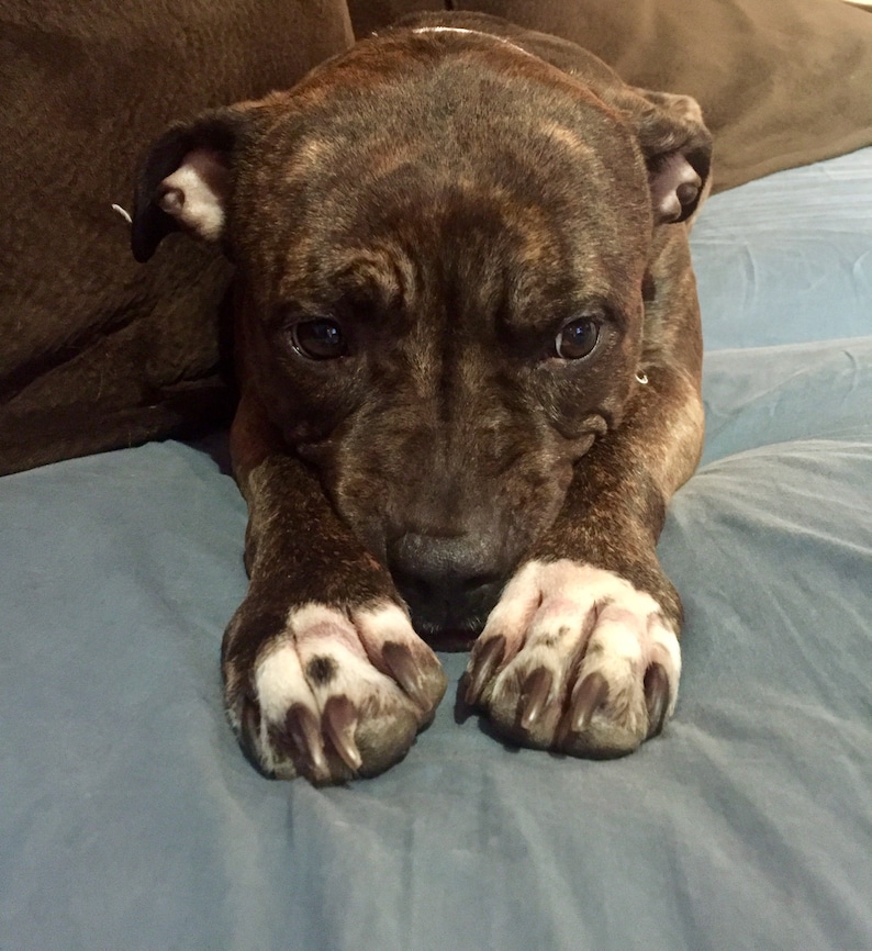 May include: A brown and white brindle puppy with a sweet expression, resting on a blue surface. The puppy's paws are extended towards the viewer, showcasing its white and brown-spotted pads and sharp claws. The dog's fur has a distinctive brindle pattern.