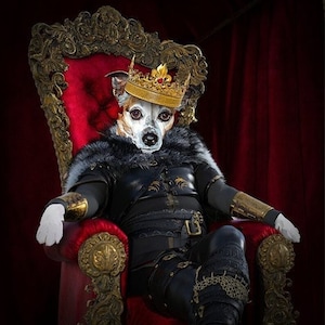 May include: A small dog wearing a gold crown and black clothing sits on a red velvet throne with gold accents. The dog is looking directly at the camera.