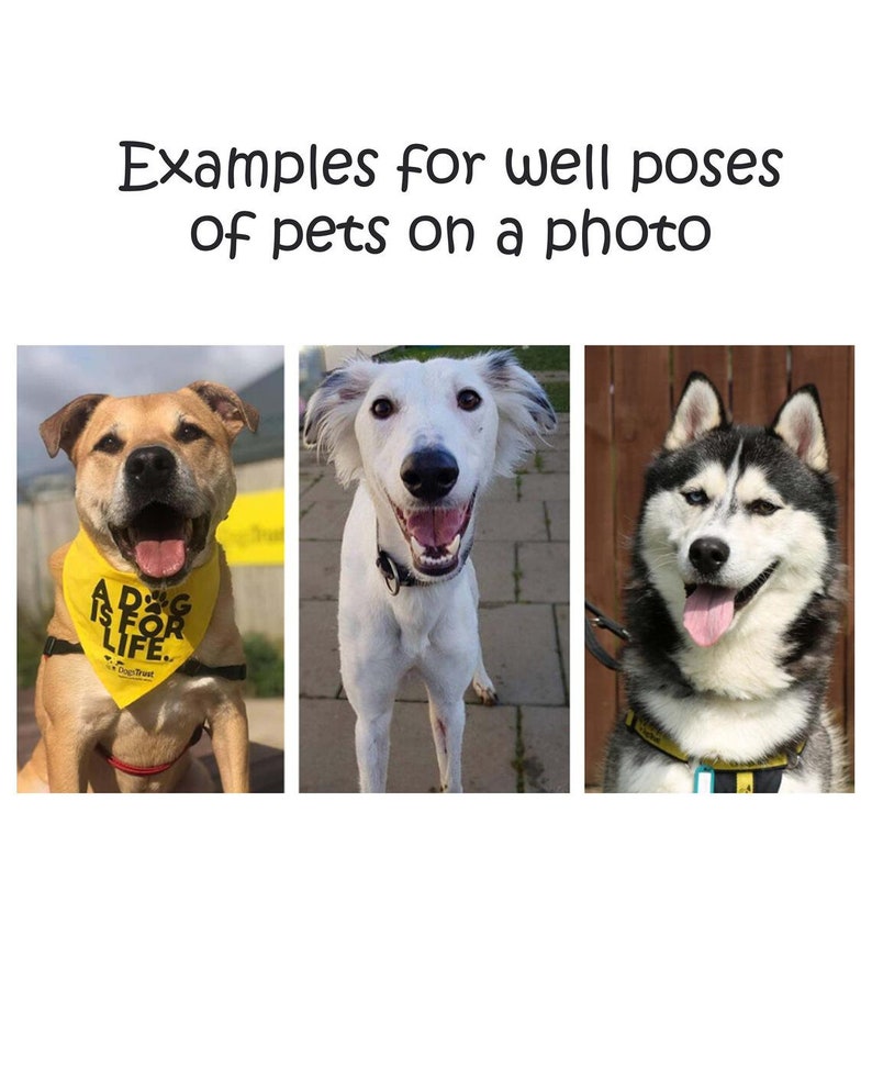 May include: Three dogs are looking at the camera. The dog on the left is a brown and white brindle with a yellow bandana that says "A Dog Is For Life." The dog in the middle is a white dog with black ears and a black collar. The dog on the right is a black and white husky with a yellow collar.