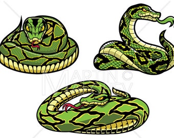 Snakes On White Vector Illustration, attack, ready, venom, curled, viper, predator, reptile, dangerous, deadly, venomous, green, black,