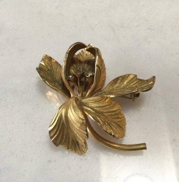Giant Golden Iris
