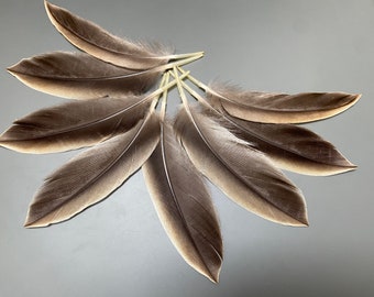 8 pcs Duck feathers Beige feathers Brown feathers SMudge feathers Hat feathers Amazing feathers Real bird feathers Rare feathers Duck tail