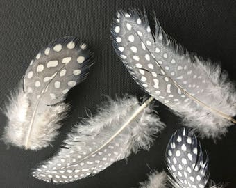 25 pcs Guinea Fowl Feathers Natural Feathers Light Guinea Fowl Real Feathers Easter feathers Bride feathers Wedding feathers