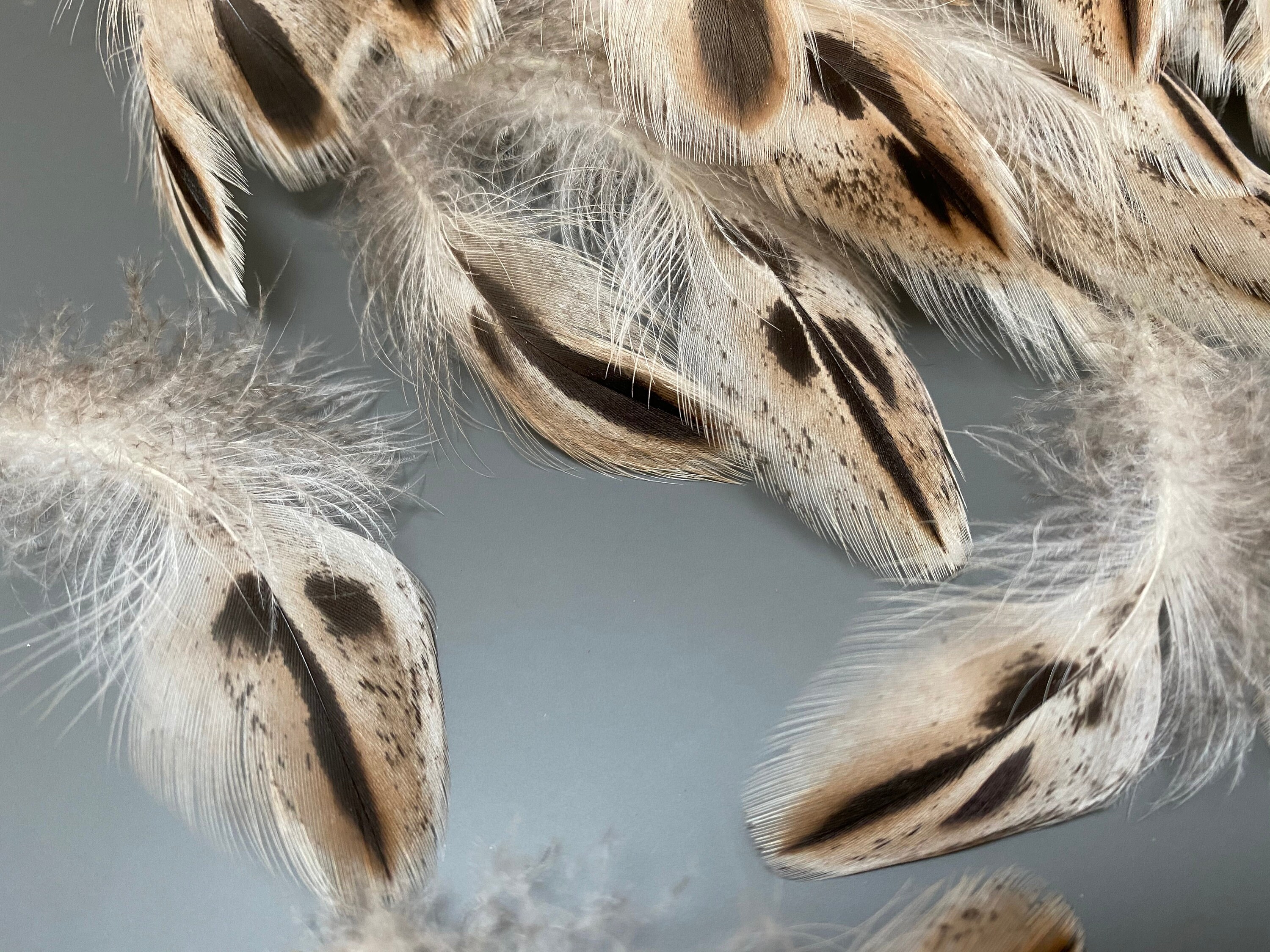 30 Pcs Amazing Duck Feathers Natural Feathers Spotted Feathers Etsy