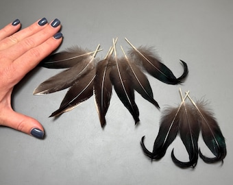 10 pcs Duck feathers Duck tail feathers Black feathers Brown feathers Amazing feathers Smudge fan Rare feathers Feathers for crafts