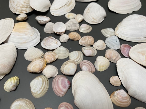 50 Pcs Baltic Sea Shells Natural Striped Sea Shells Colorful