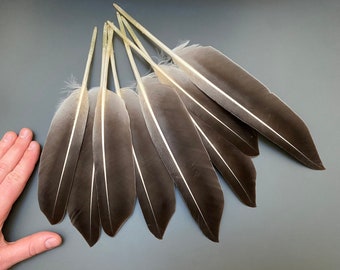 8 piezas Plumas largas de ganso Plumas de ala Plumas grises Plumas manchadas Plumas de sombrero Plumas de pluma Plumas de caligrafía Plumas rayadas