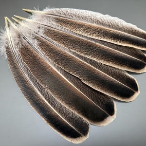 5 st kalkonfjädrar Bruna fjädrar Naturliga fjädrar Lösa fjädrar Kladdfjädrar Hattdekor Fantastiska fjädrar Äkta fågelfjädrar Kladdfjädrar