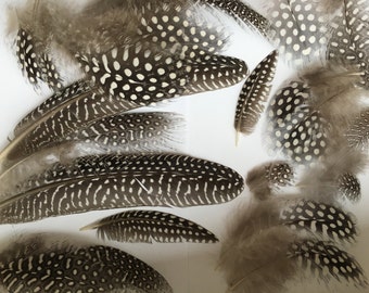 Guinea Feathers 35 NATURAL Guinea Fowl FEATHERS Wing Tail and Small Real Bird Feathers Loose Real Feathers For Crafts