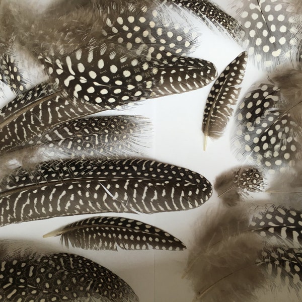 Guinea Feathers 35 NATURAL Guinea Fowl FEATHERS Wing Tail and Small Real Bird Feathers Loose Real Feathers For Crafts