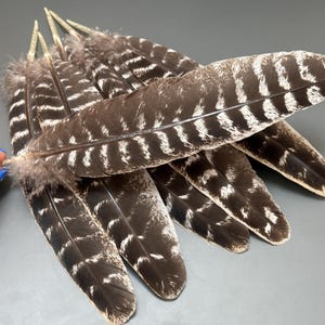 6 pcs Striped turkey feathers Pen feathers Loose feathers Amazing feathers Long feathers Rare feathers Hat decor Smudge making Long feathers