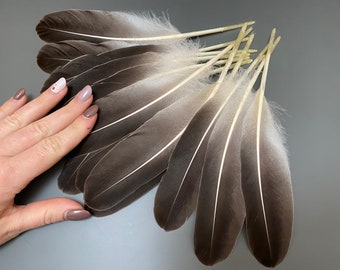 12 pezzi Piume d'oca Piume grigie Piume naturali Piume di gioielli Piume di uccelli reali Piume incredibili Ventaglio di sbavature Piume di cappello Uccello reale