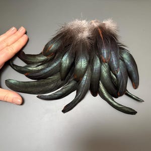 16 pcs Amazing green rooster feathers Rooster tail Long feathers Smudge feathers Hat decor Hair feathers Feathers for crafts Amazing feather