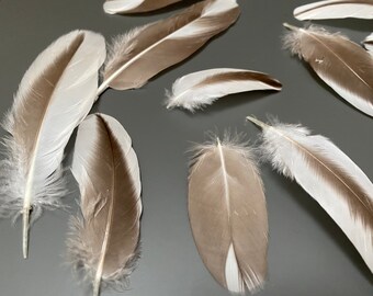 20 pcs Small Duck feathers Spotted feathers Miniature feathers Jewelry feathers Earring feathers Black feathers Mallard duck feathers Rare 20 pcs Small Duck feathers Spotted feathers Miniature feathers Jewelry feathers Earring feathers Black feathers Mallard duck feathers Rare