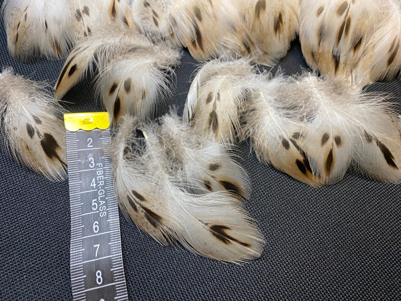 20 pcs Small Duck feathers Spotted feathers Miniature feathers Jewelry feathers Earring feathers Black feathers Mallard duck feathers Rare 20 pcs Small Duck feathers Spotted feathers Miniature feathers Jewelry feathers Earring feathers Black feathers Mallard duck feathers Rare