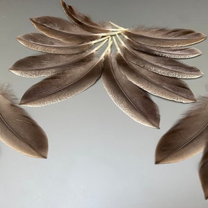 16 pcs Duck feathers Tail feathers  Gray feathers Boutonniere feathers Jewelry feathers Striped feathers Amazing feathers Medium feathers