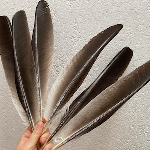 6 pcs Long Turkey feathers Smudge feathers Pen feathers Calligraphy feathers Smudge feathers Smudge supplies Very long feathers Feather deco