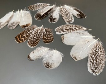 16 pcs flat turkey feathers Gray feathers Striped feathers Loose feathers Real bird feathers Smudge feathers Boutonniere feathers