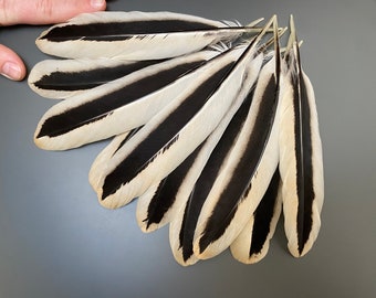 10 stuks verbazingwekkende haan vleugelveren natuurlijke veren lange veren sieraden veren echte vogelveren hoed veren witte veren pen