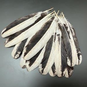 12 pcs Rooster wing feathers Smudge feathers Striped feathers Long feathers Amazing feathers Hat decor Real bird feathers White feathers