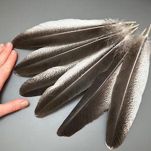 6 pcs Turkey feathers Black feathers Striped feathers Natural feathers Loose feathers Amazing feathers Real bird feathers Rare feathers