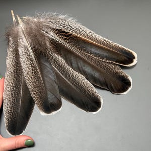 5 pcs Turkey wing feathers Smudge feathers Hat decor Amazing feathers Real bird feathers Pen feathers Calligraphy feathers Cruelty free