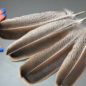 4 pcs Turkey feathers Natural feathers Brown feathers Smudge feathers Hat decor Amazing feathers Long feathers Real bird feathers