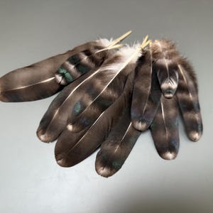 10 pcs Rooster feathers Striped feathers Long feathers Green feathers Feathers for crafts Smudge feathers Natural feathers