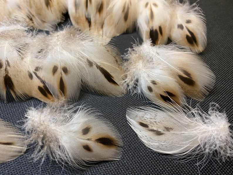 20 pcs Small Duck feathers Spotted feathers Miniature feathers Jewelry feathers Earring feathers Black feathers Mallard duck feathers Rare 20 pcs Small Duck feathers Spotted feathers Miniature feathers Jewelry feathers Earring feathers Black feathers Mallard duck feathers Rare