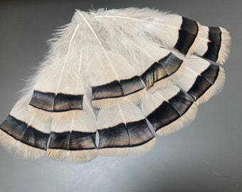 10 piezas Plumas naturales Plumas sueltas Plumas de joyería Plumas largas Plumas de sombrero Plumas de pájaro reales Plumas raras Plumas blancas Rayas