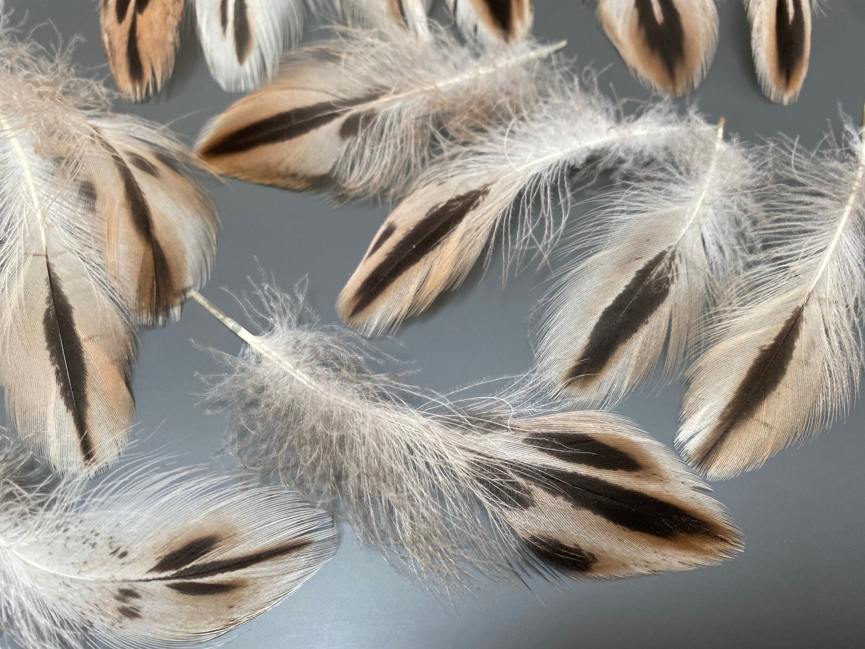 30 Stück kleine Ente Schwanz Federn natürliche Federn | Etsy