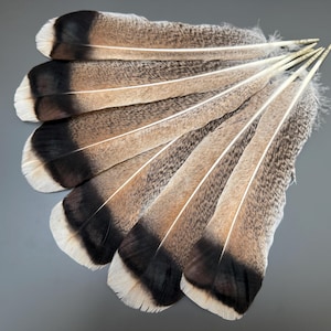 6 pcs Long turkey feathers Turkey tail Long feathers Striped feathers Hat feathers Feather decor Amazing feathers Smudge fan Brown feathers