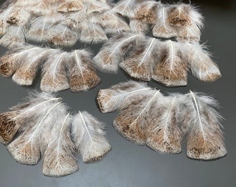 40 piezas Plumas de pavo Plumas beige Plumas doradas Plumas sueltas Plumas de pavo de viento Plumas para manualidades Plumas increíbles Pájaro real