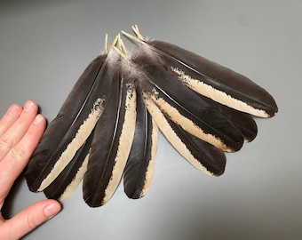 8 piezas Plumas de ala de gallo Plumas largas Plumas difuminadas Plumas rayadas Plumas sueltas Plumas de sombrero Plumas increíbles Plumas difuminadas