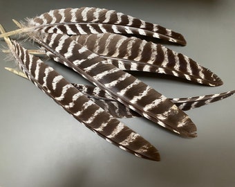 5 Stück Lange Truthahnfedern Natürliche Federn Stiftfedern Echte Vogelfedern Erstaunliche Federn Stiftfedern Graue Federn Smudge Federn